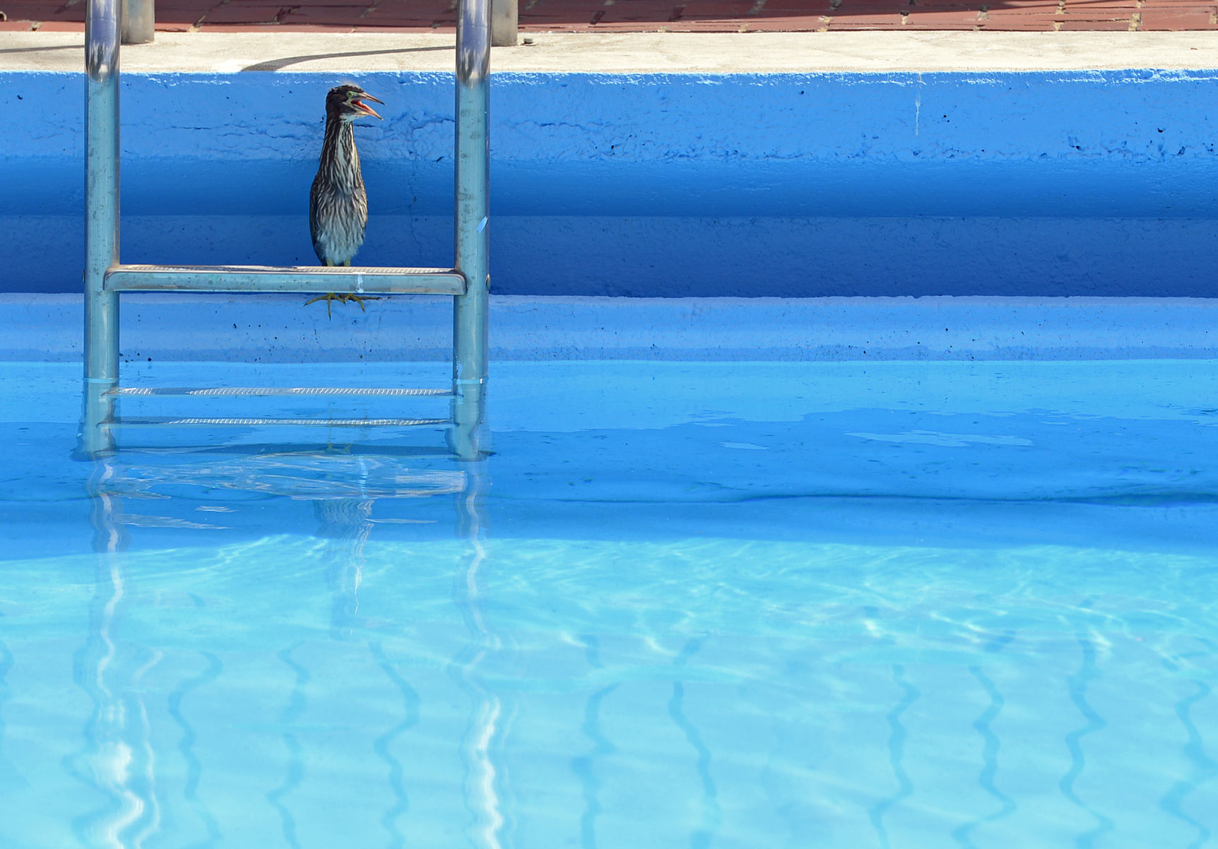 083015-nws-outtakes-heron.jpg